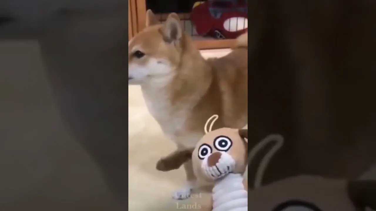 BEST 😍FUNNY😍 PET VIDEOS #68 - Try Not To Laugh #shorts