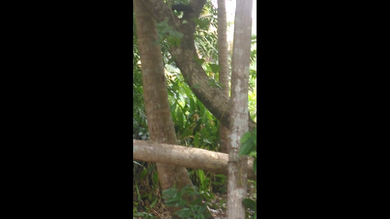 Alone in the tree