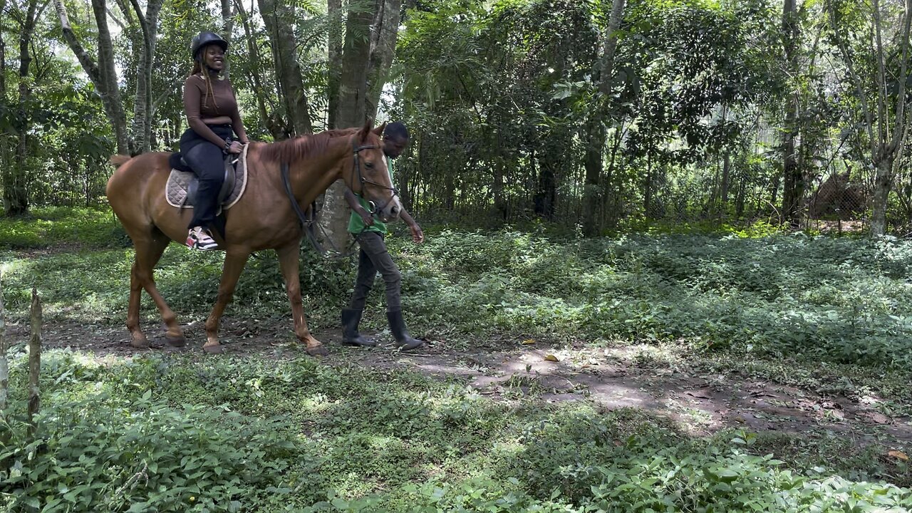 Horses walk