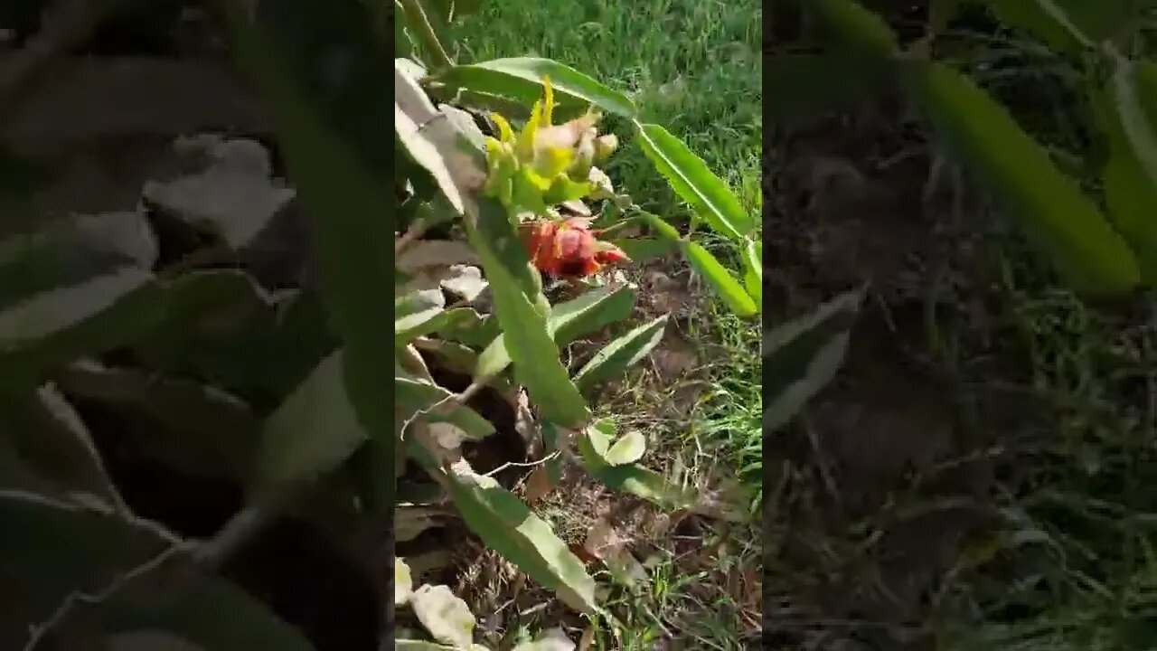 Dragon Fruit Cuttings I Threw Out Grew Better Than The Ones I Planted