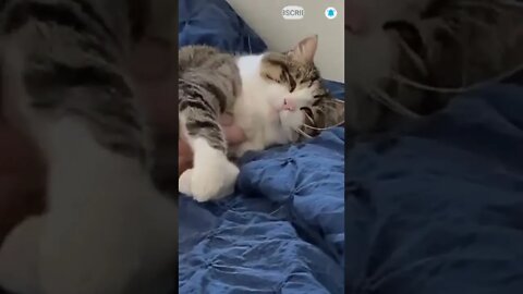 cute cat videos 😹 funny videos 😂❣️