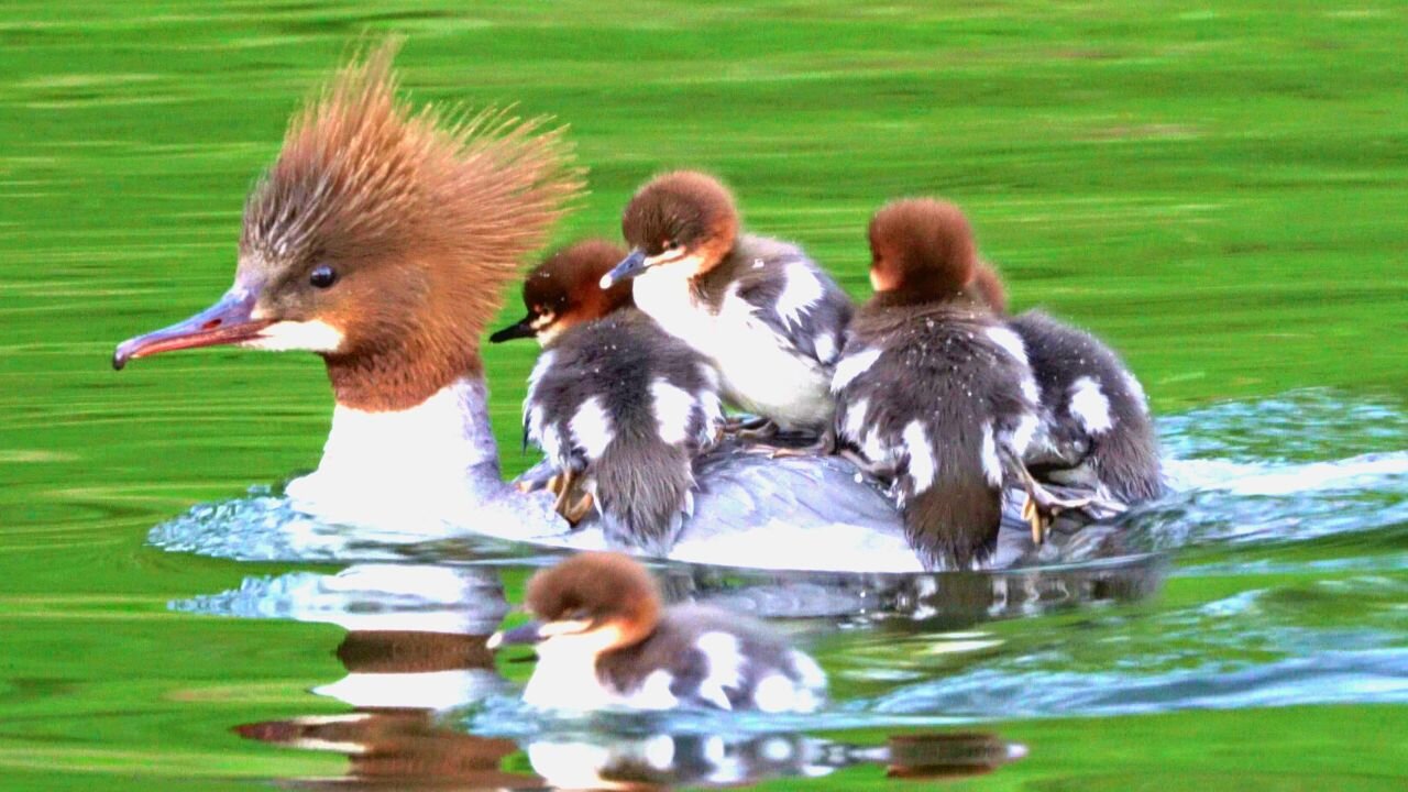 Ducklings Aboard, Mother Goosander Duck Is Leaving