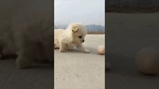 FUNNY CUTE PUPPY - Tiktok Compiled #Shorts