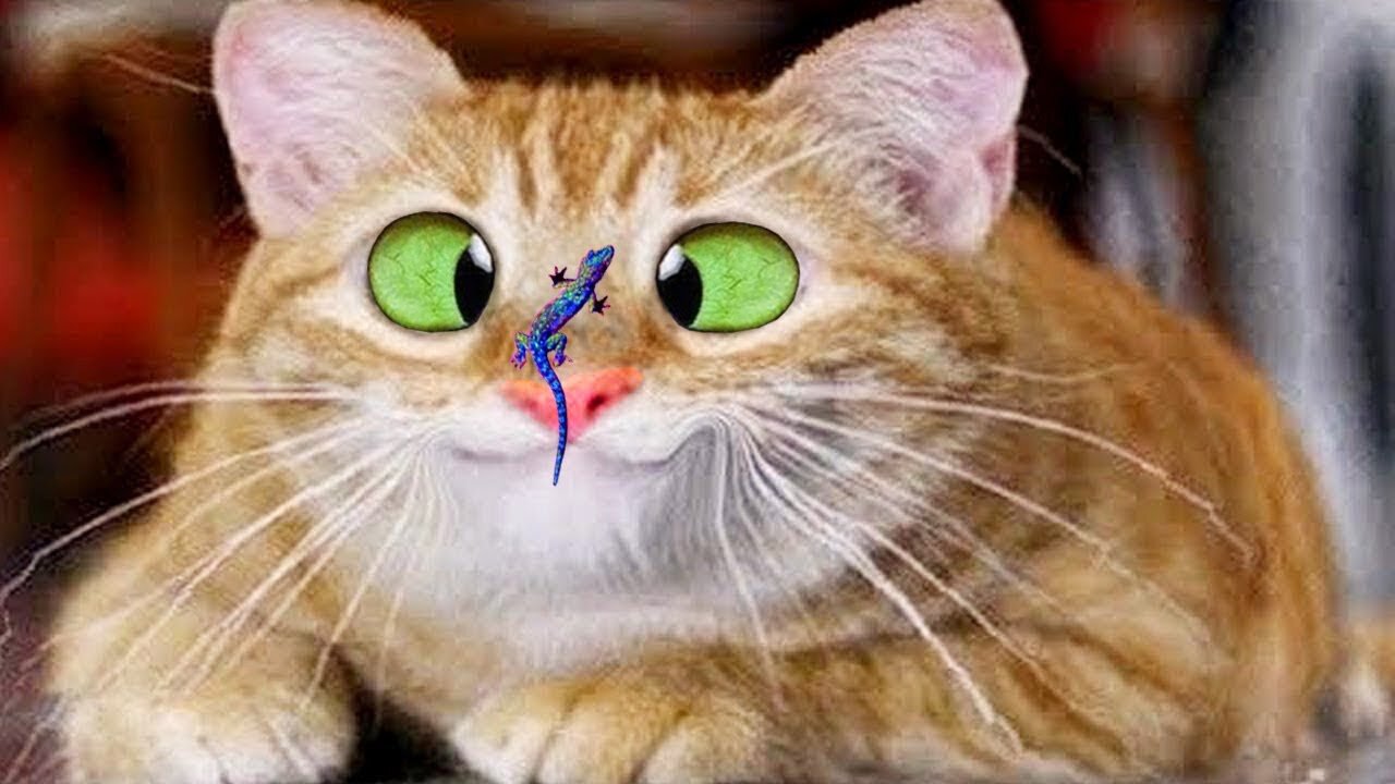 No Stress Saturday With Some Funny Hacks🥰#oscarfunnyworld #funnycat #shorts