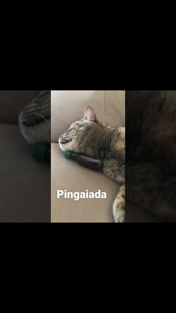 Gata pingaiada! #shorts