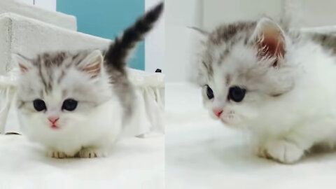 munchkin cat (short leg lovely cat)