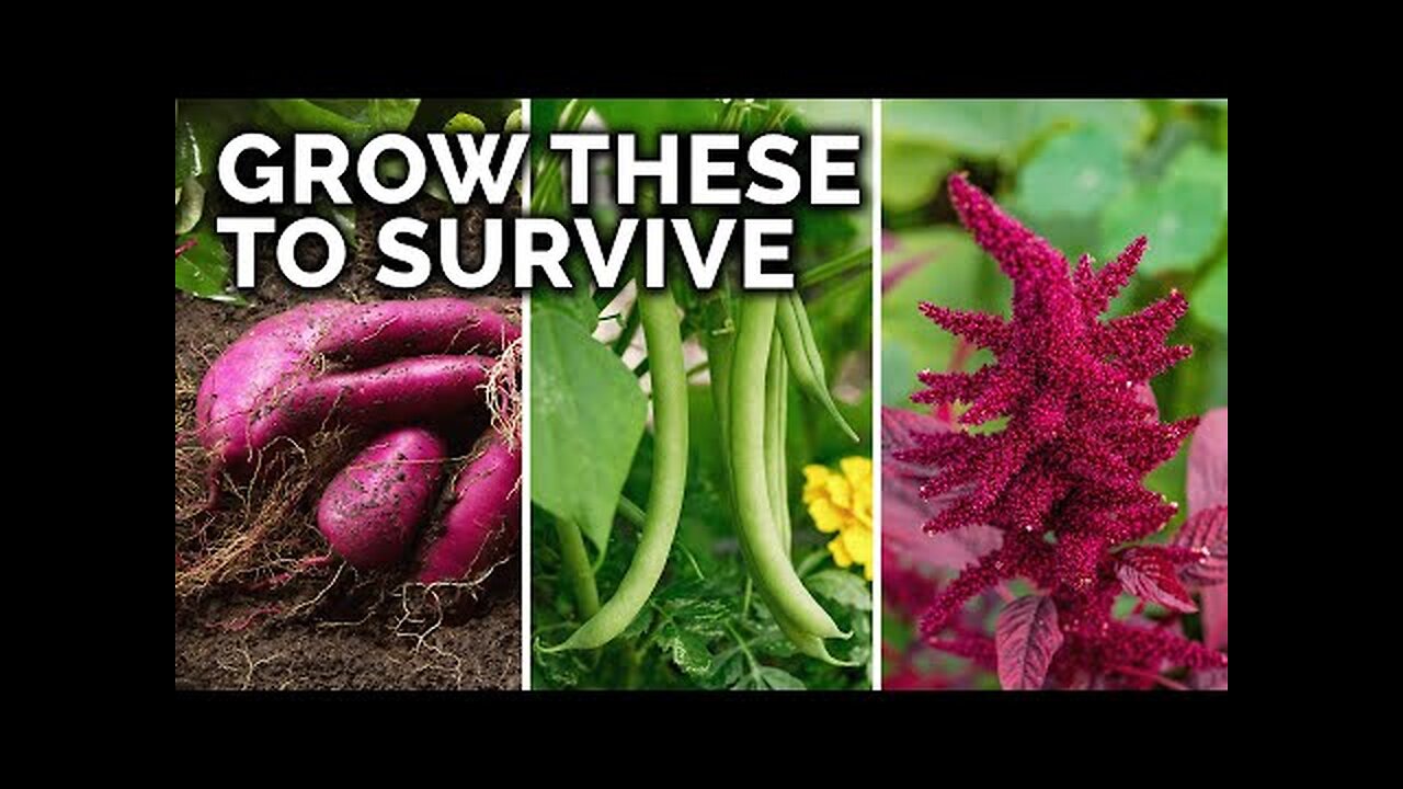 7 Survival Crops to Grow for MAXIMUM Calories