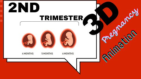 Second Trimester | 3D Animated Pregnancy Guide