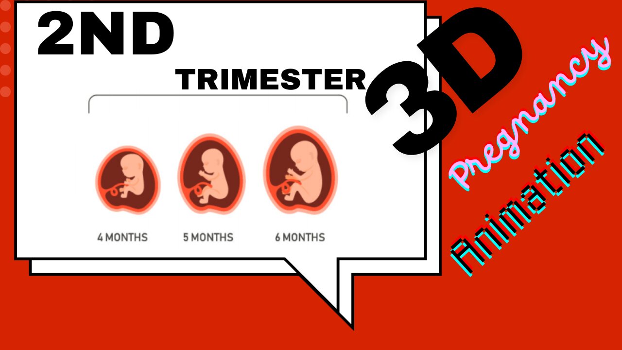 Second Trimester | 3D Animated Pregnancy Guide