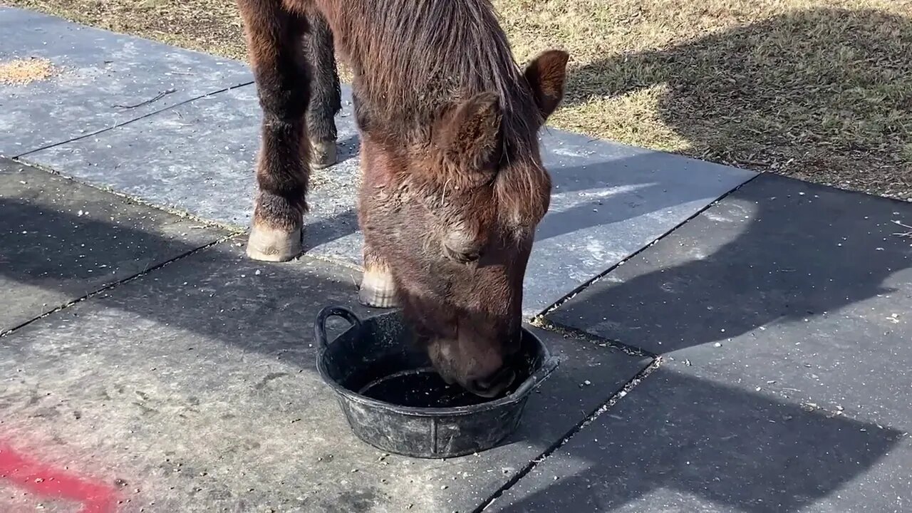 Old Horse Eating - Trees Shedding Leaves - Teaching Horses To Drink - Cat Orders On Amazon