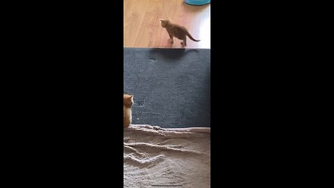 Kittens play fighting