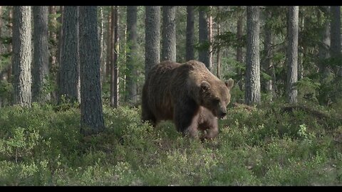 A_big_brown_Bear_Walking_in Shade of Trees