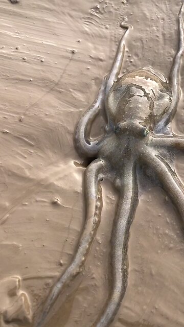 an octopus moving amazingly | beautiful moments | enchantingly adorable movement