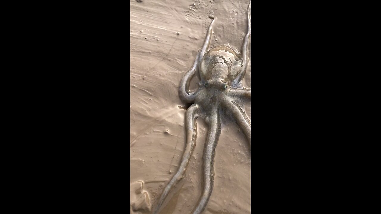 an octopus moving amazingly | beautiful moments | enchantingly adorable movement