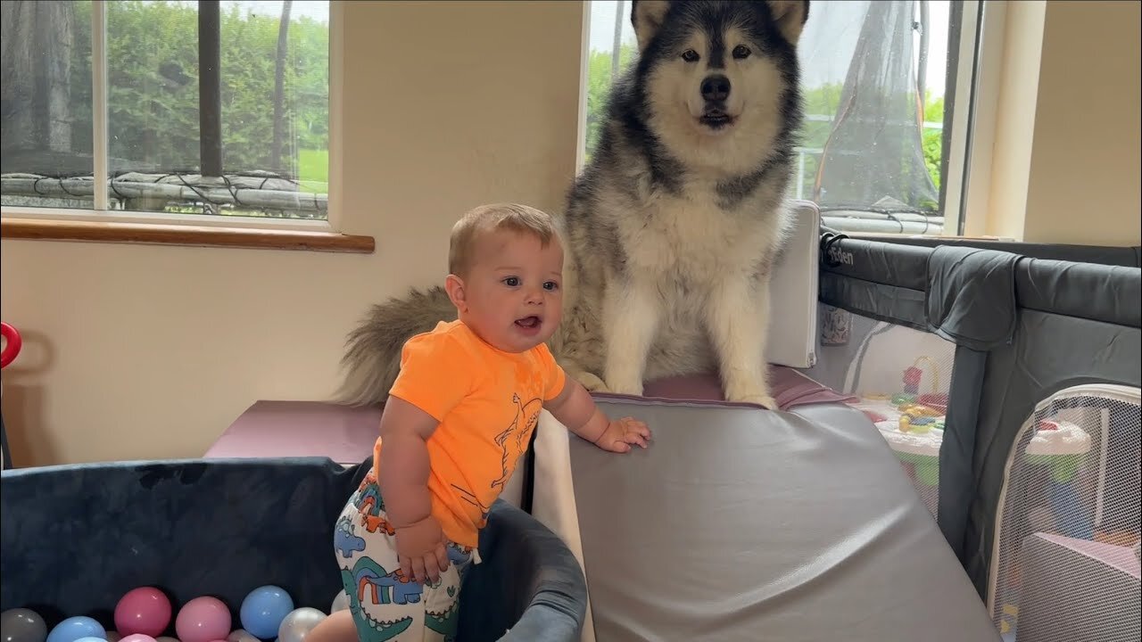 Adorable Baby Boy Talks To His Dogs! (Cutest Ever!!)