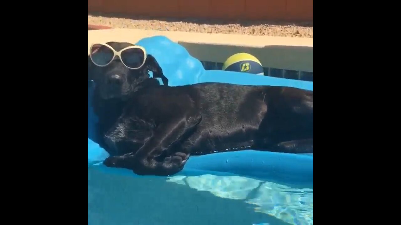 Dog Chillin’ In The Pool
