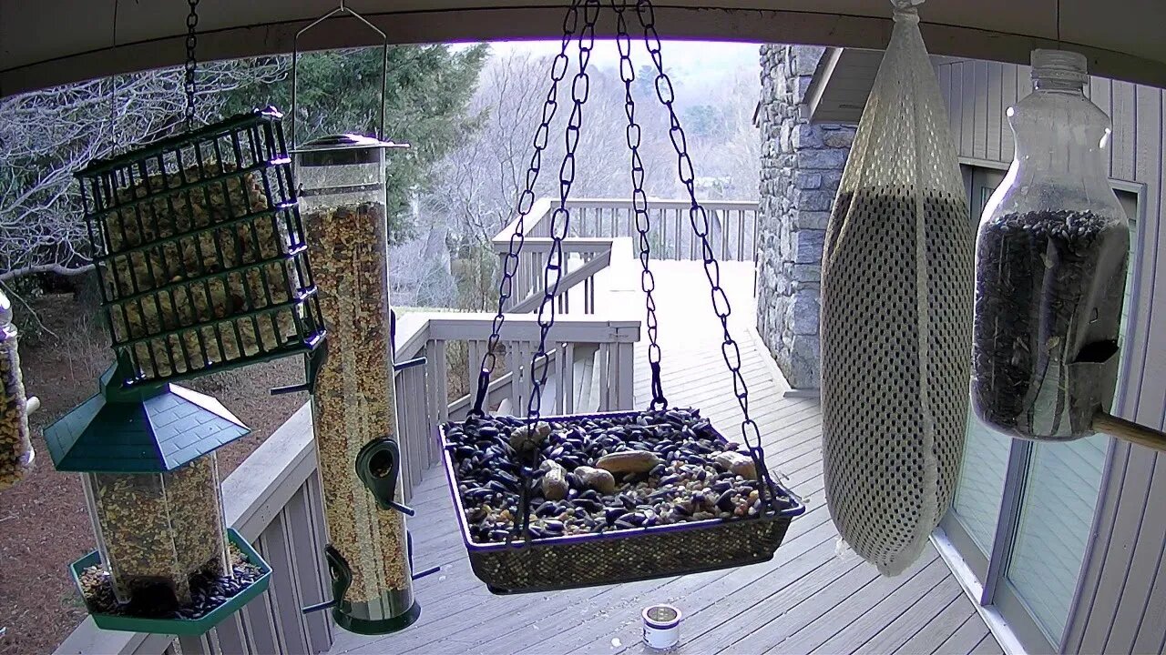 Live Stream Bird Feeder Ashville NC