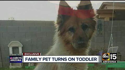 Family recovering after dog attacks child in San Tan Valley