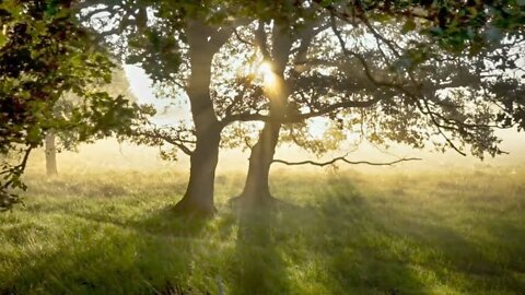 Nature in 4k..#lovefornature #sunrise #bengalivlog #cinematic ..