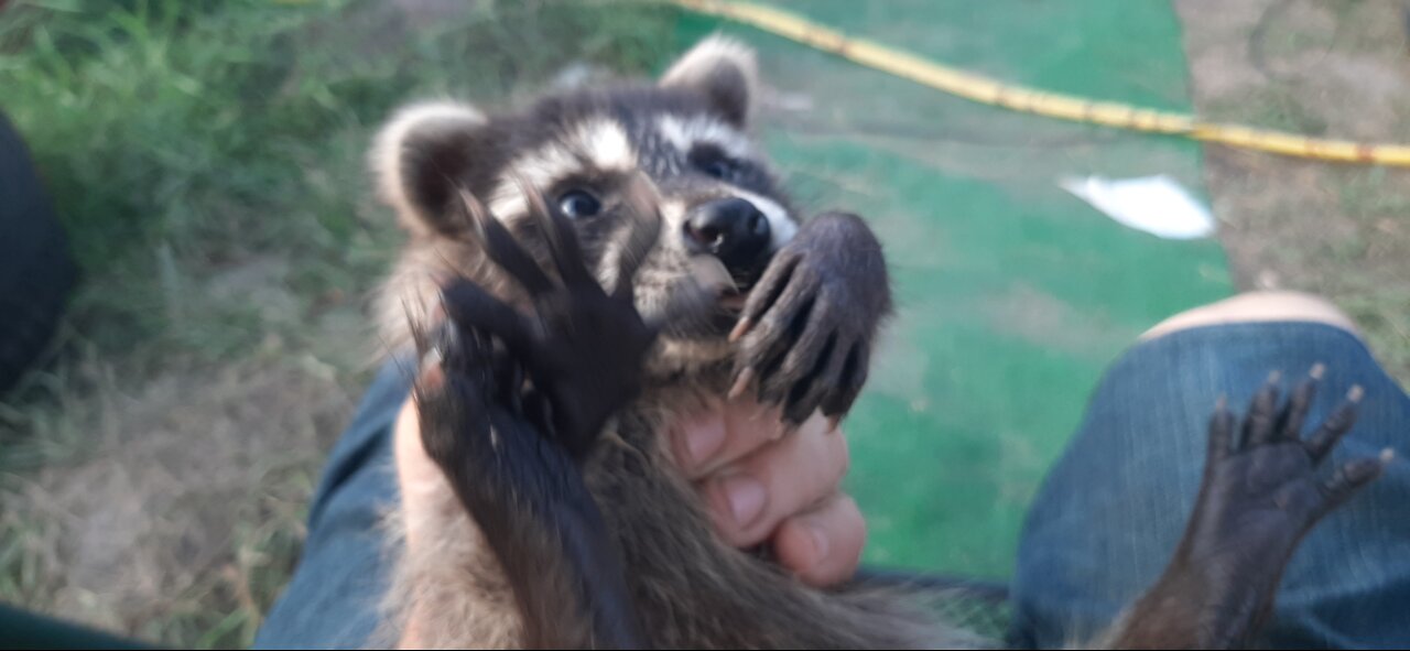 Very cute two week old raccoon.