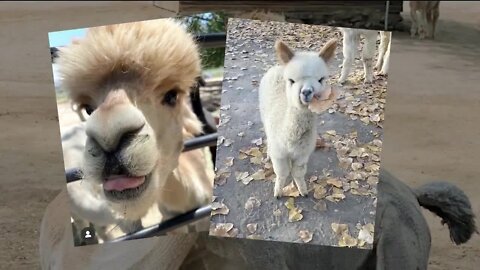 Alpaca your bags! Check out this Airbnb on an alpaca farm in Silt, Colorado