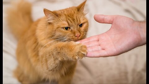 Cat training video