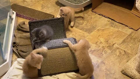 Kittens play time