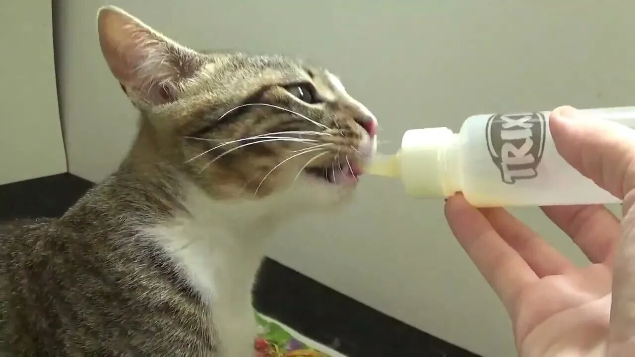 Small Cat Being Adorable ASMR