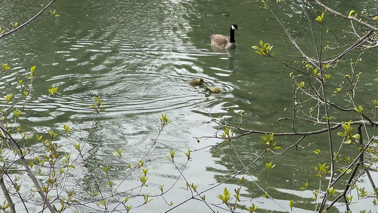 Canada Goose typical Canadian family