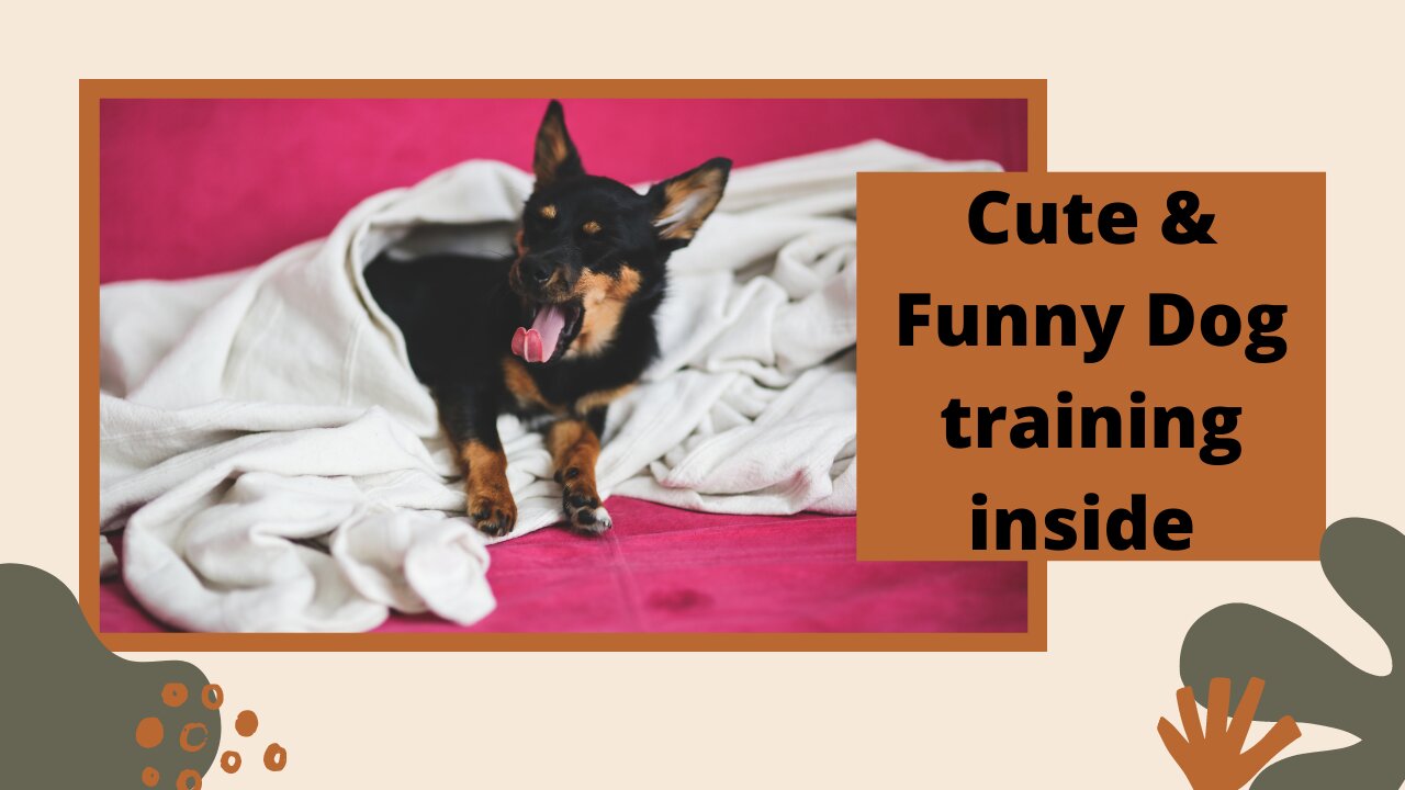 Cute & Funny Dog training inside