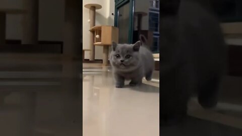 Cutest kitten meowing #shorts #cat #kitten