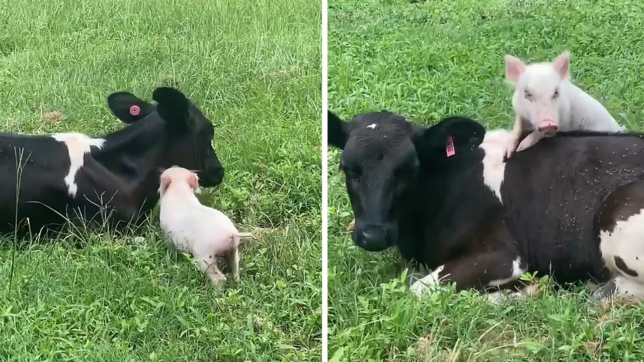 Pig and calf besties reunite after being apart