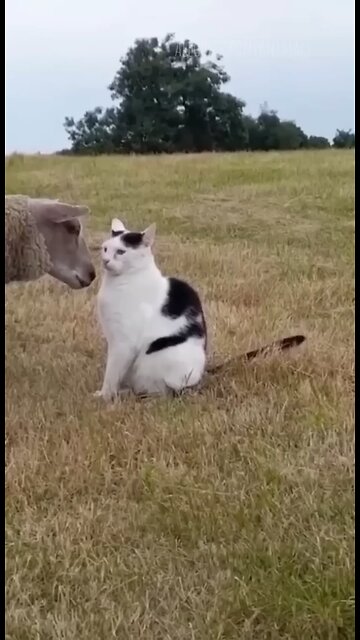 Funny cats and dogs😹😆😃🤣😘😂