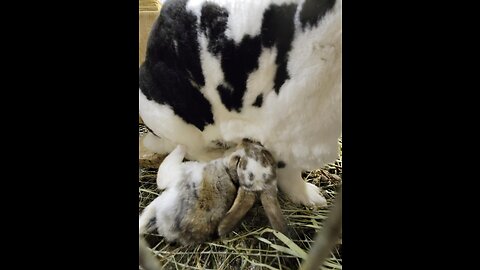 Rabbit Kindling