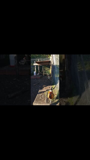 Happy Chickens #chickens #chickenshorts #chickenlife