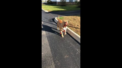 CUTEST Pit Bull puppy walks himself 🦁🥰😆