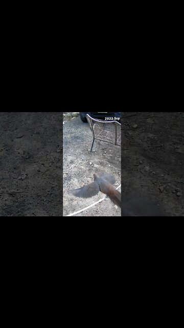 Brown Cuckoo dove perched on electric fence!