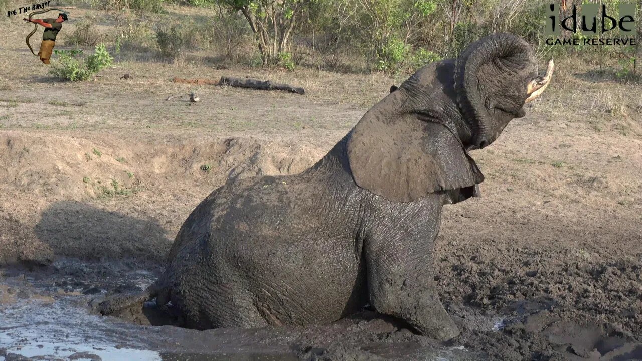 Elephant Bulls Mudwallow