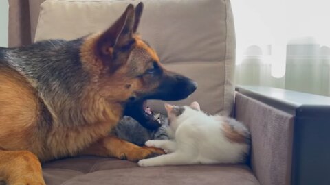 Funny German Shepherd vs Kittens