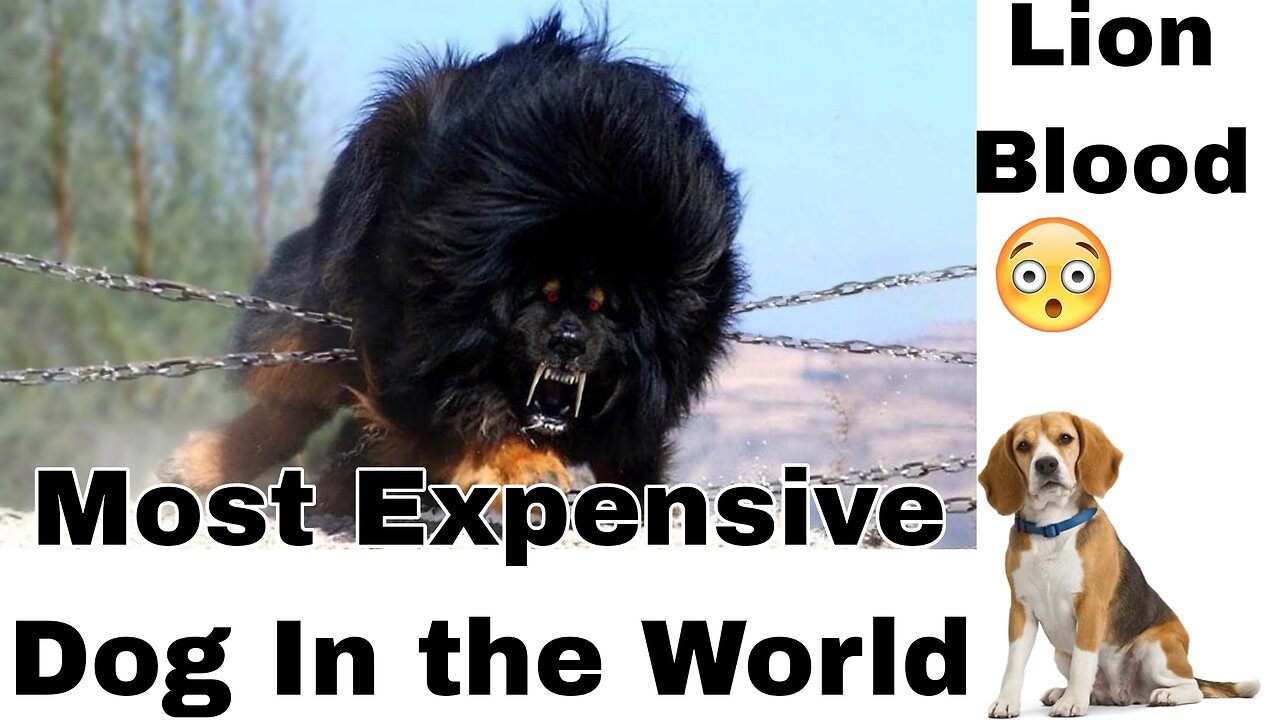 Most Expensive Dogs in the World