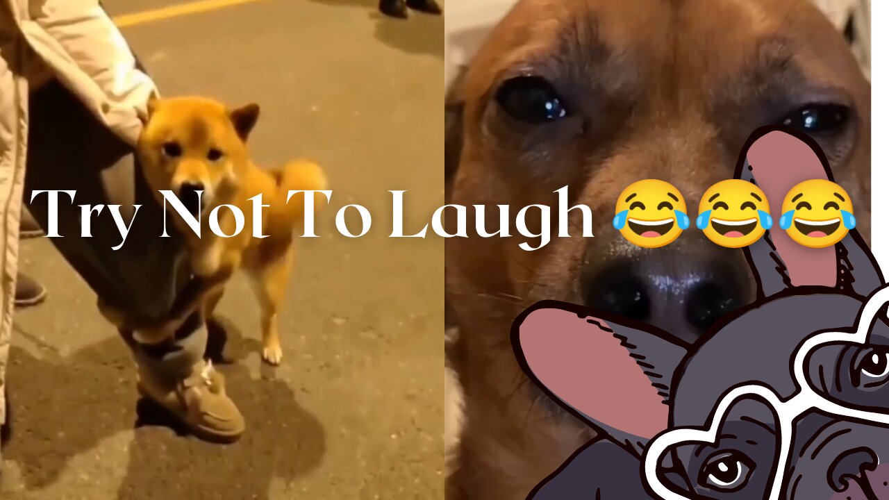 "HILARIOUS Dog That Will Make You Laugh Out Loud!"