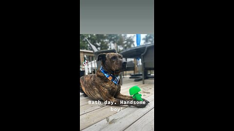 Bath day. Handsome boy!