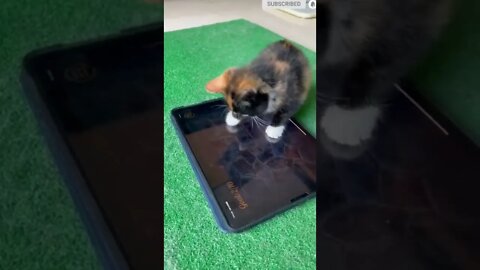 cute cat videos 😹 funny videos 😂 598 😻