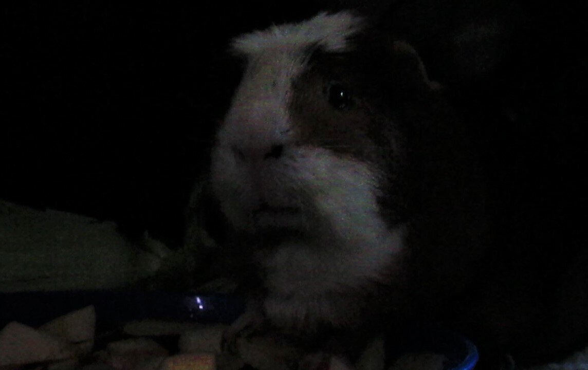 Daddies apple theif