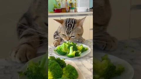 cat eating 🤣