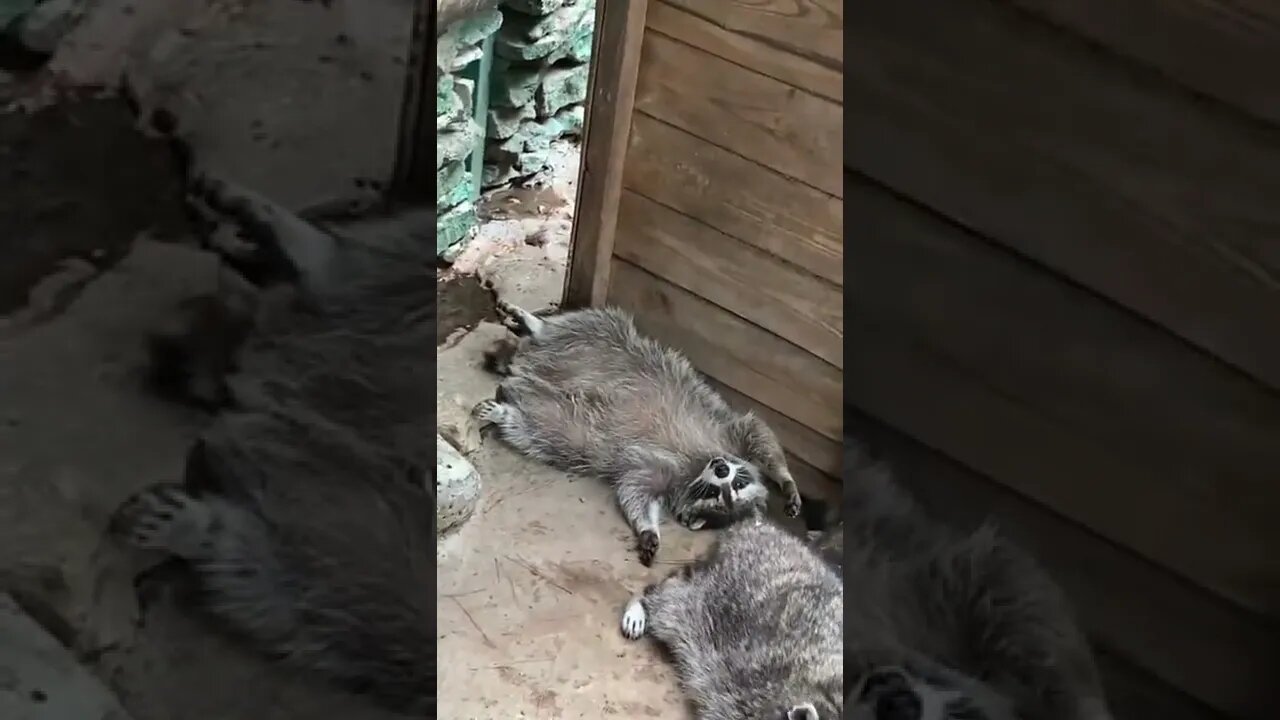 #shorts Смешные Еноты Из Тик Ток 68 Funny Tik Tok Raccoons