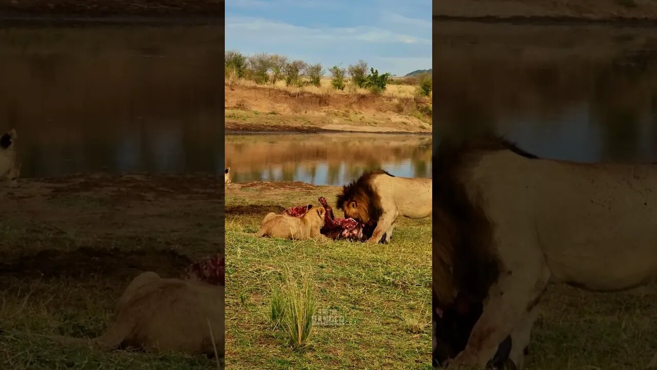 Lions Eat A Buffalo #shorts | #ShortsAfrica