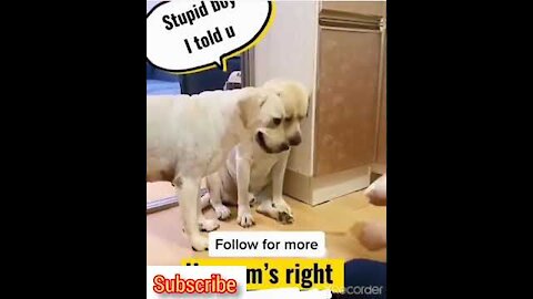 funny dogs #shorts - #shorts funny animals 🤣 shorts funny dog 🐶 shorts animals