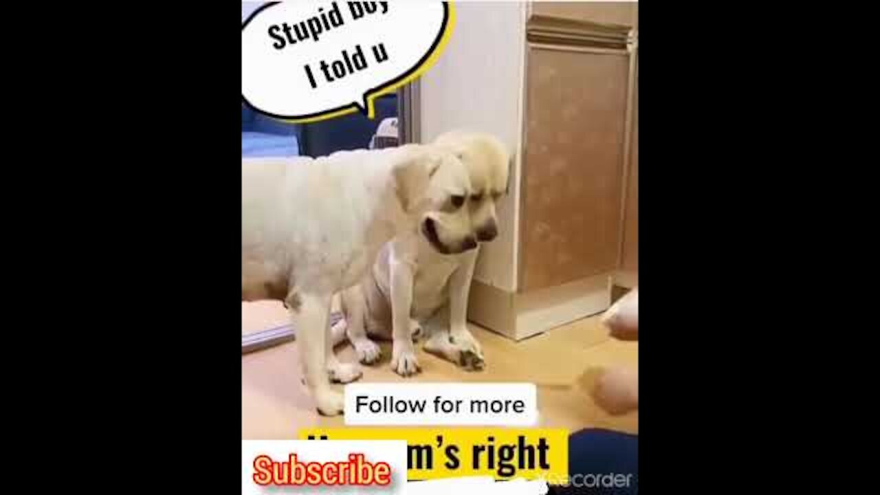 funny dogs #shorts - #shorts funny animals 🤣 shorts funny dog 🐶 shorts animals