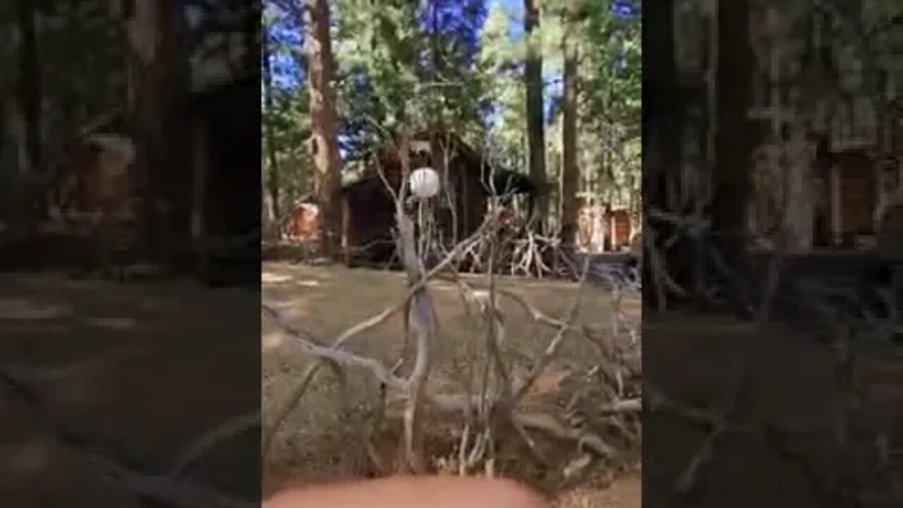 Mom Ziplining At Evergreen Lodge Yosemite 🤣🤣